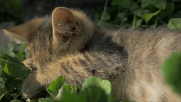 Young gray kitten playing with grass and other cats 4K 2160p 30fps UltraHD video - Little feline in 