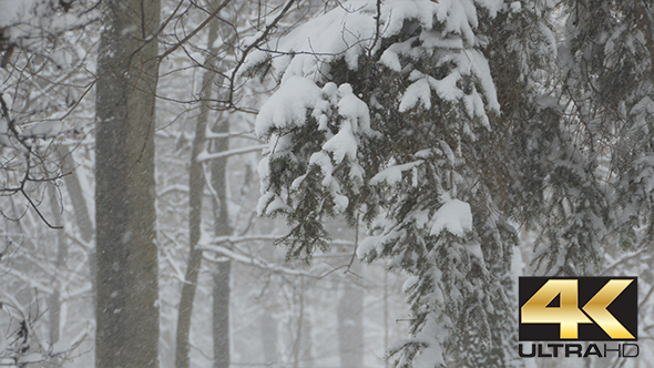 Snowing in the Forest