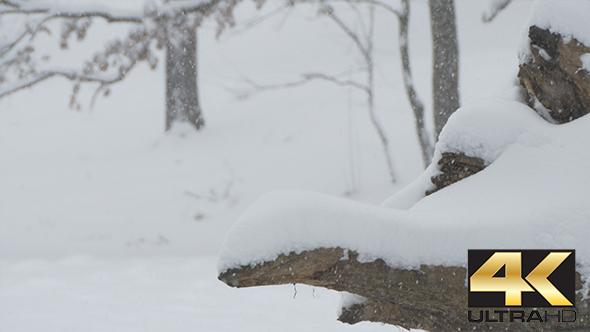 Snowing on Forest Stump