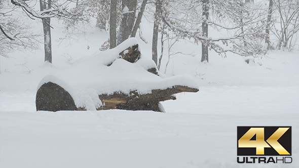 Snowing Trunk and Forest