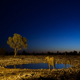 Night Walk in Africa