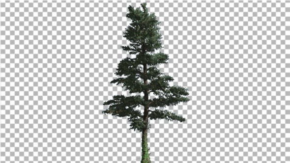 White Fir Thin Christmas Tree Coniferous