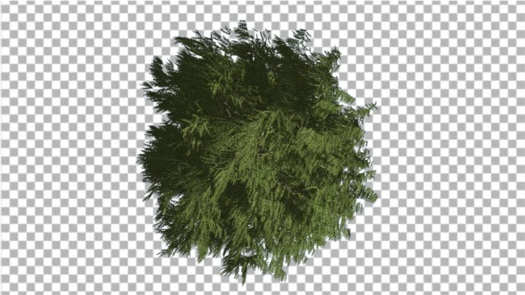 Western Red Cedar Crown Top Down Long-Lived Tree alt