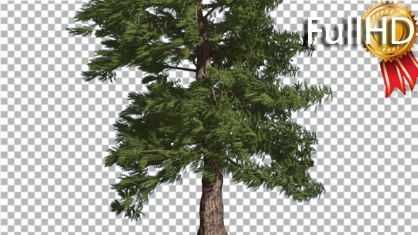 Western Red Cedar Coniferous Tree Trunk Evergreen
