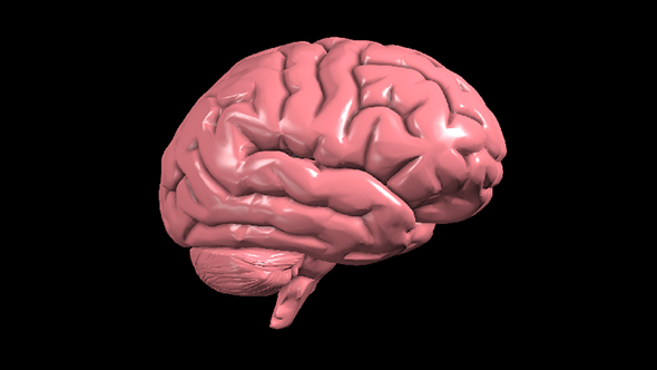 Brain Rotation alt