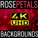Rose Petals - VideoHive Item for Sale