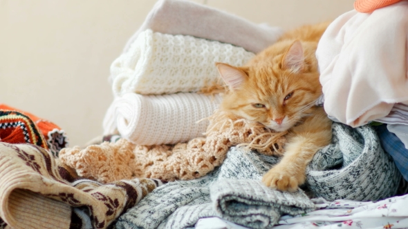 Cute Ginger Cat Sleeps on a Pile of Knitted Clothes