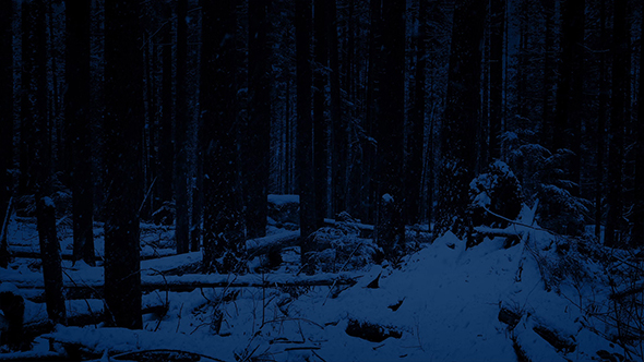 Moving Through Night Forest In Snowfall