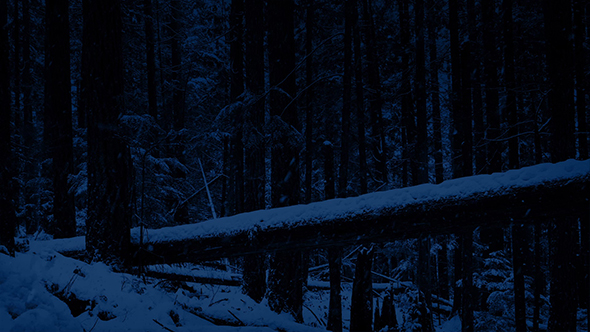 Passing Fallen Tree In Snowfall At Night