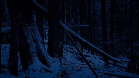 Passing Fallen Logs In Snowy Forest At Night