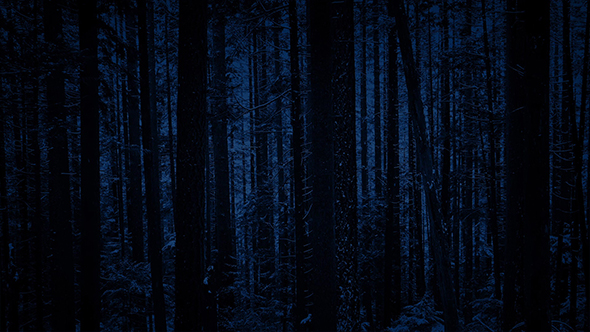 Passing Forest Trees In Snowfall At Night alt
