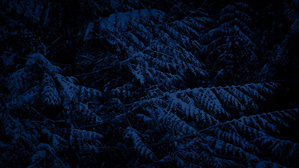 Pine Tree In Snowfall At Night alt