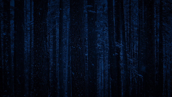 Snowfall In Forest At Night - Looped