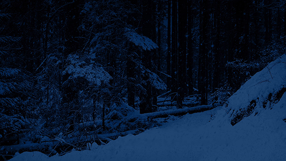 Snowy Path In The Woods At Night