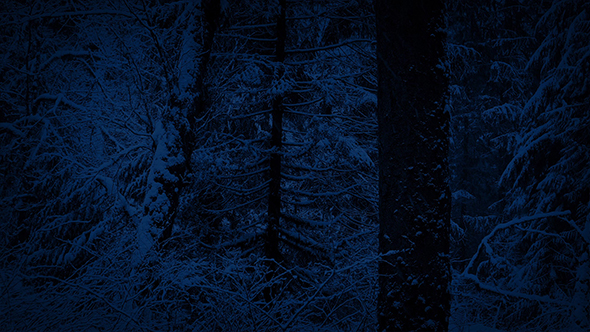 Winter Forest With Snow Falling At Night
