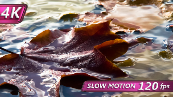 Drops Of Rain And Wet Leaves alt