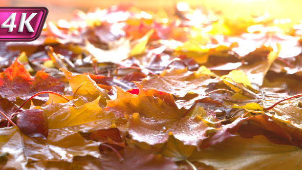 Glowing Autumn Sun alt