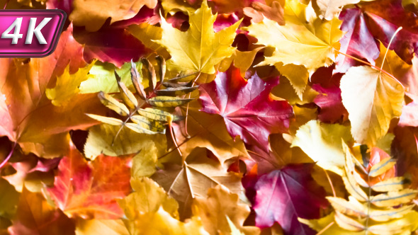 Fallen Autumn Leaves alt