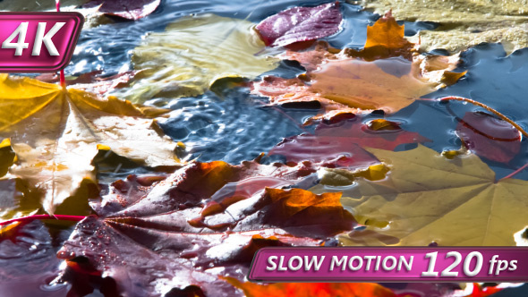 Bright Autumn Leaves Fall alt