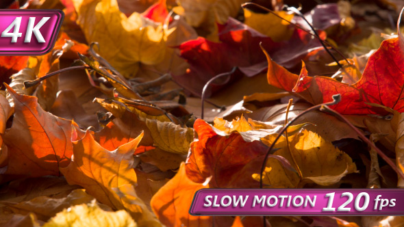 Autumn Leaves In The Sunlight