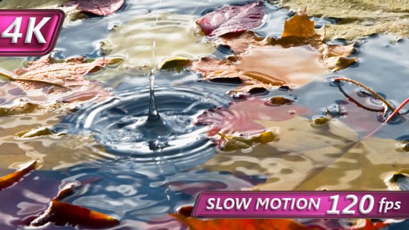 Puddle With Bright Autumn Leaves alt