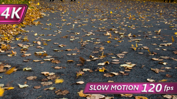 Wind Blows Away The Autumn Leaves alt