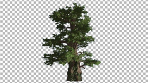 Western Juniper Coniferous Evergreen Tree alt