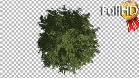 Western Red Cedar Crown Top Down Long-Lived Tree alt