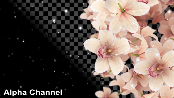 Flowers Orchid Falling alt