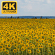 Sunflowers Field 1 - VideoHive Item for Sale
