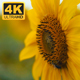 Yellow Sunflowers and Bee 2 - VideoHive Item for Sale