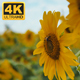 Yellow Sunflowers and Bee - VideoHive Item for Sale