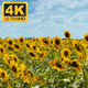 Sunflowers Field  - VideoHive Item for Sale