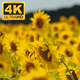 Sunflowers Field  - VideoHive Item for Sale
