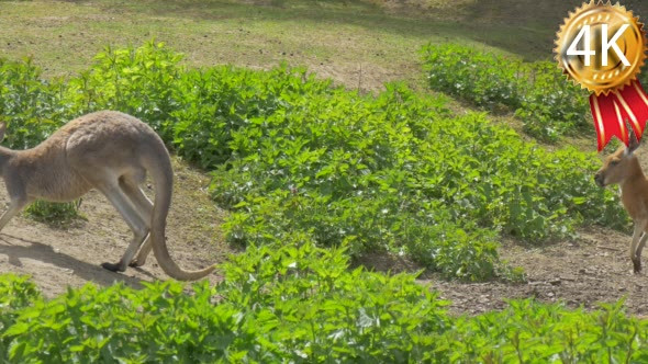 Kangaroo is Walking Leaned on Its Tail Looking