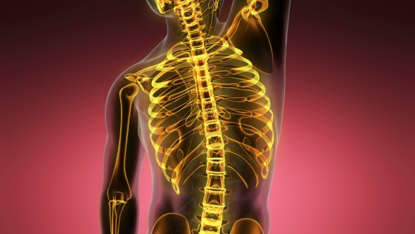 Human Body with Visible Skeletal Bones alt