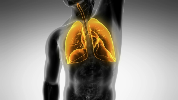 Human Body with Visible Lungs alt
