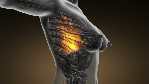 Human Body with Visible Lungs alt