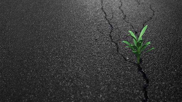 Plant Growing On Crack Street Asphalt