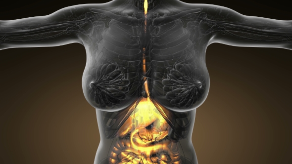 Human Body with Visible Digestive System alt