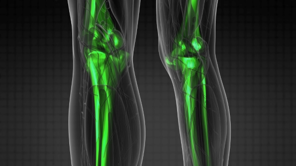 Human Body with Visible Skeletal Bones alt