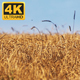 Wheat Field 1 - VideoHive Item for Sale