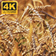 Wheat Field 2 - VideoHive Item for Sale