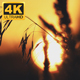 Sunset Over Forest 1 - VideoHive Item for Sale