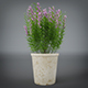 Interior Flower Plant - 3DOcean Item for Sale