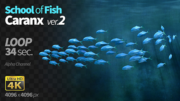 School of Fish Caranx-2 alt
