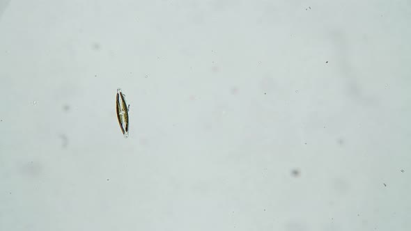 Cyanobacteria Diatomea Algae Cymbella Isolated on a White Background in a Microscope