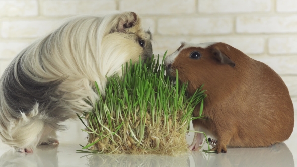 Guinea Pigs Breed Golden American Crested and Coronet Cavy Eat Germinated Oats