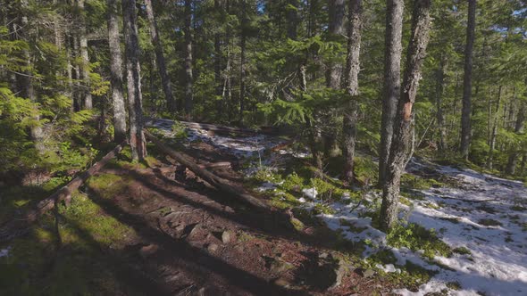 Rain Forest in British Columbia Canada