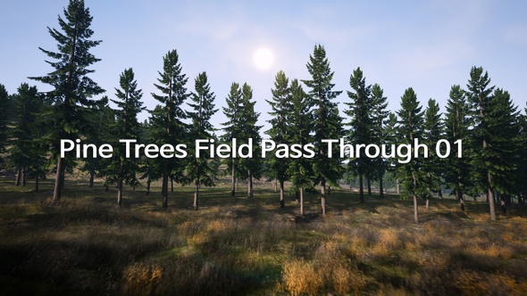 Pine Trees Field Pass Through 01